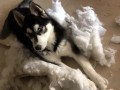 hasky-byor-small-1