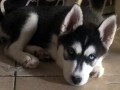 hasky-byor-small-0
