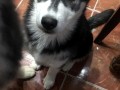 hasky-byor-small-2