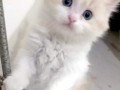 agml-aloan-alshyraz-almon-fys-small-1