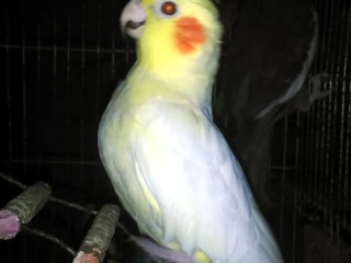 نتاية لاتيني عمر سنة ونصف